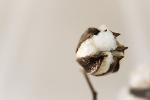 El algodón es una materia prima vital para la humanidad